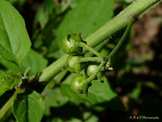 {Solanum ptychanthum}